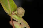 Warty spurge